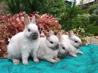 Zakrslý siamský žlutý miminka - 14