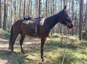 Westernově turistické sedlo Continental Saddlery - 14