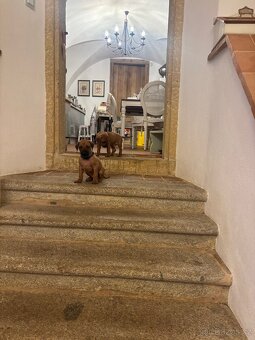 Rhodéský ridgeback s PP - 14