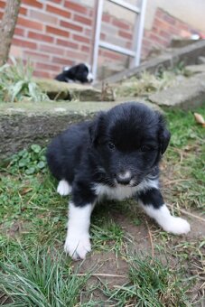 Štěňata Border kolie - 14