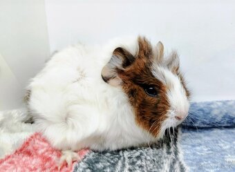 Morče, Morčata, Morčátko, Morčátka - GIGI A GINA - 14