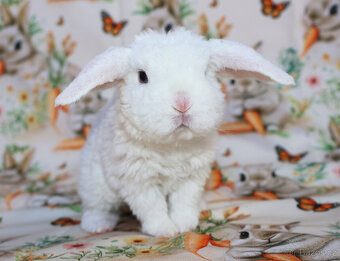 Zakrslí rex beránci . - 14