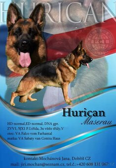 Německý ovčák - štěňata jen s PP - 14