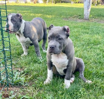 American Bully s PP - 14