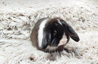 Zakrslý beránek, králíček, králík-LADY - 14