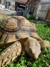 Želva ostruhatá mláďata různé velikosti - 14