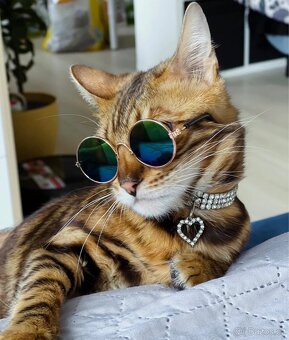 Bengálská koťata - 14