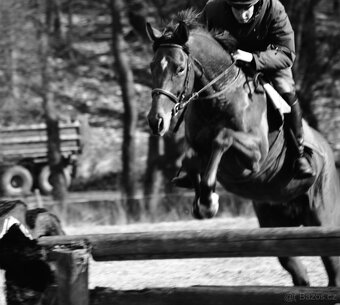 Prodám valacha A1/1 - 14