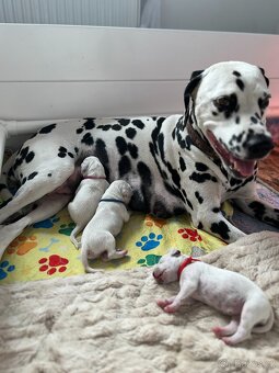 Dalmatin štěně s PP - 14