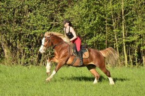 Připouštění Welsh cob - D - 14