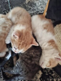 Koťata - 14