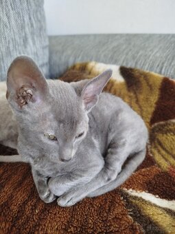 Cornish rex koťátka - 14