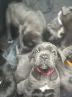 Štěňátka Cane Corso - 14