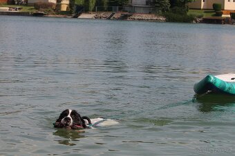 Landseer - štěňata s PP - 14