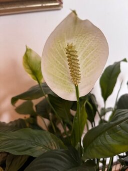 Spathiphyllum – Toulcovku (Lilie míru) - 14