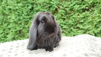 Zakrslý beránek, králíček, králík - JIMMY - 14