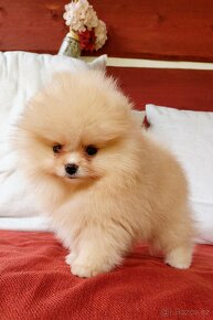 Pomeranian s PP ke KRYTÍ - krémový (žádný prodej) - 14