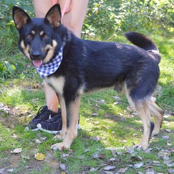 Janot hledá domov - 14