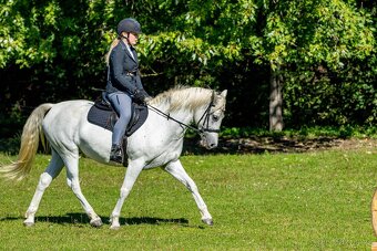 Líbivá connemara klisna do sportu - 14