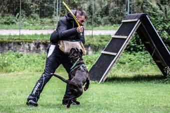 Německý boxer - Full european FCI pedigree - 14