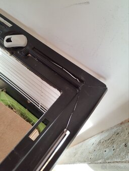 2 morčecí mladí samci nekastrovaní - jen spolu - 14