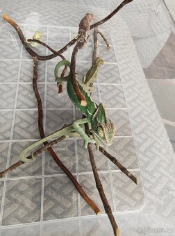 Chameleon jemenský - mláďata - 14