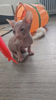 Koťátka Don sphynx bez PP - 14