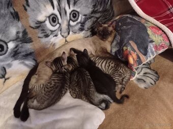 Koťata - 14
