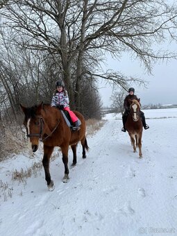 Prodej velmi hodného vychovaného pony poníka kategorie B - 14