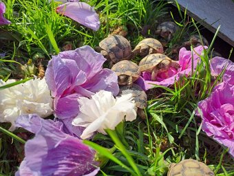 Suchozemské želvy, rozvoz po ČR, terárium - 14