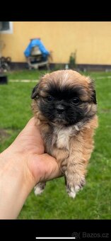 Trpaslíči Pekinézer - 14