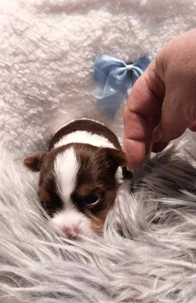 Yorkshire Terrier Biewer,Biro a Black and tan - 14