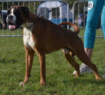 Německý boxer - 14