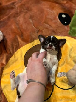 Čokoládovobílý pejsek čivava s PP FCI , ihned k odběru - 14