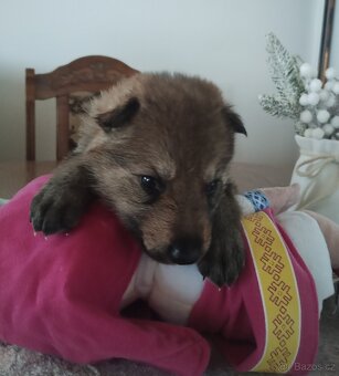 Československý vlčák s PP - 14