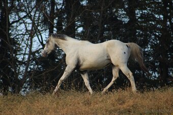 Appaloosa filly Arlina - 14
