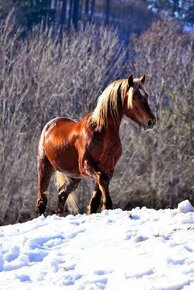 Připouštění Welsh cob - D - 14
