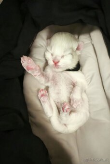Maine coon kočičky kočky - úhrada aj na časti - 14