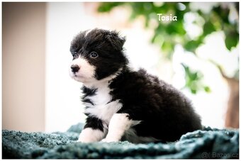 Border Collie, Border Kolia s PP FCI - 14