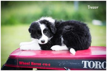 Border Collie, Border Kolia s PP FCI - 14
