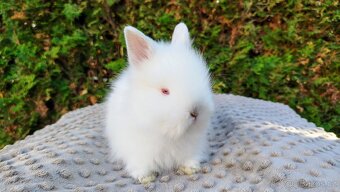 Zakrslý králík, králíček - (TEDDY) - HERBERT A HEIDY - 14