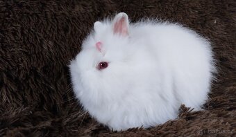 Zakrslý králík, králíček -(TEDDY)-HEIDY - 14