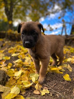 Belgický ovčák - Malinois - 14