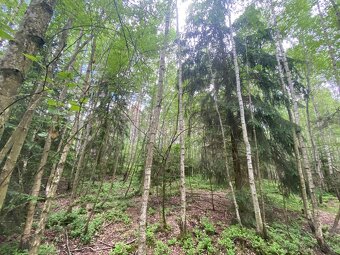 Lesní pozemek Lštění nad Zubřinou - 14