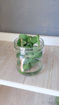 Monstera albo, anturium, pokojové rostliny - 14