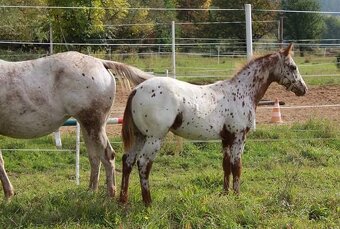 Appaloosa připouštění - 14