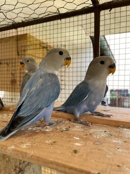 Agapornis růžohrdlý 🦜 - 14
