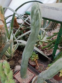 Kaktusy sukulenty - 14