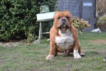 Štěně American Bully - 14