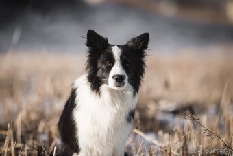 Border kolie štěňata s PP - 14